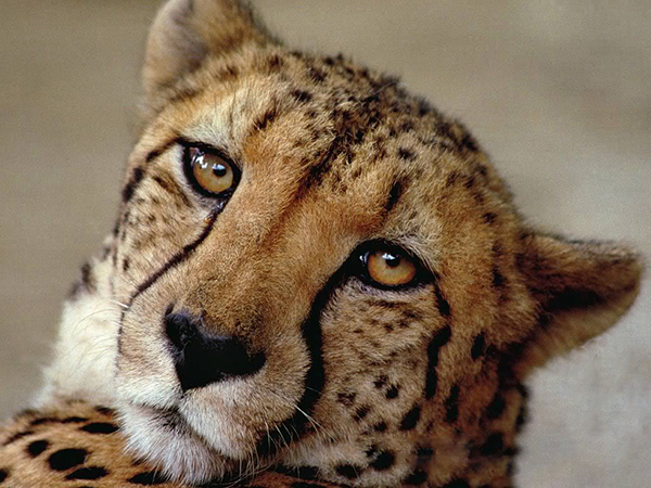 Cheetah eyes